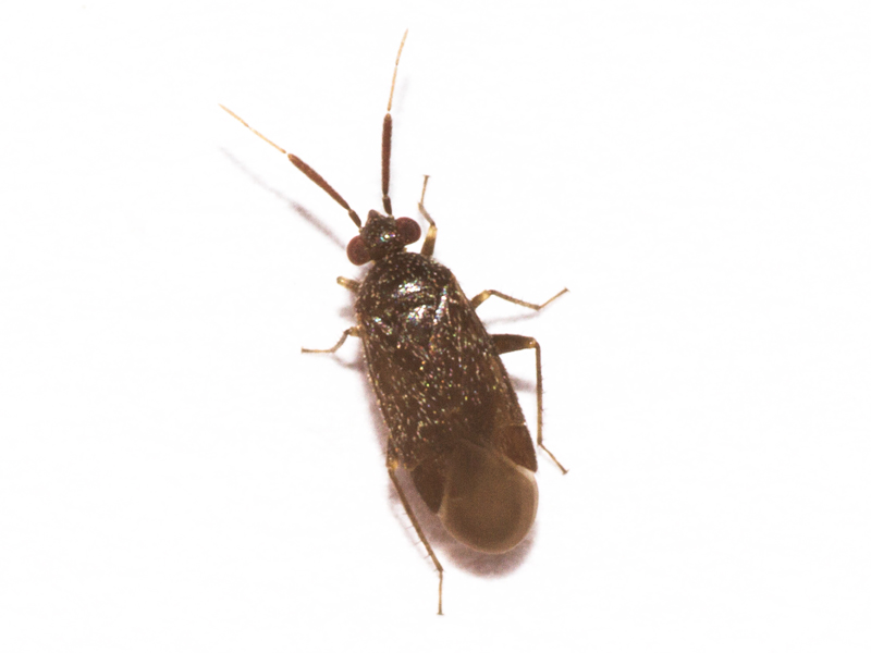 Atractotomus parvulus